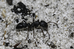 Bothroponera cavernosa