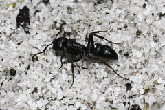 Bothroponera cavernosa