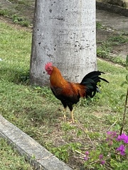 Gallus gallus domesticus