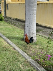 Gallus gallus domesticus