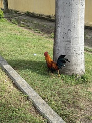 Gallus gallus domesticus