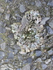 Punctelia stictica