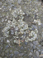 Punctelia stictica