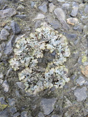 Punctelia stictica