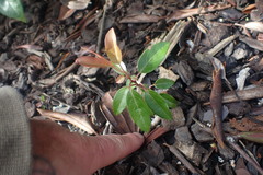 Photinia davidiana
