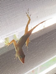 Anolis acutus