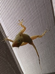 Anolis acutus