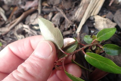 Photinia davidiana