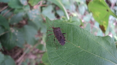 Anasa scorbutica