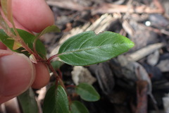 Photinia davidiana
