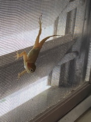 Anolis acutus
