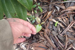 Cotoneaster bullatus