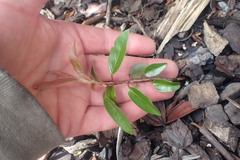Photinia davidiana