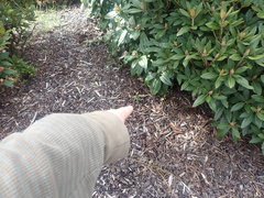 Photinia davidiana