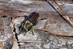 Laphria affinis