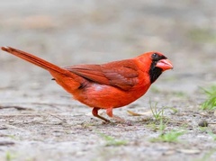 Cardinalis cardinalis cardinalis