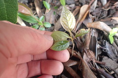 Cotoneaster bullatus
