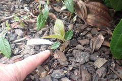 Cotoneaster bullatus