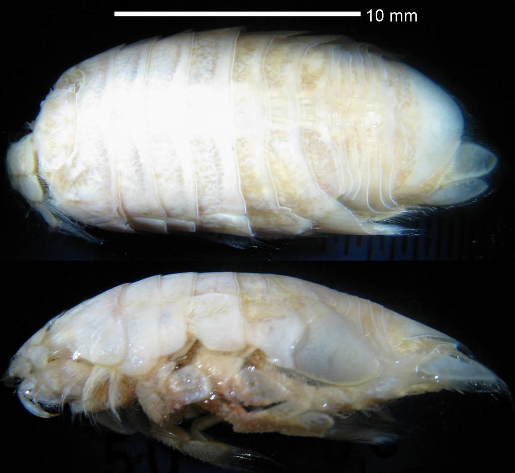 Phoratopidea