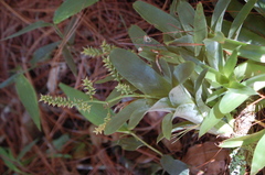 Catopsis sessiliflora