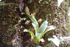 Catopsis sessiliflora