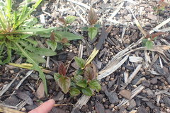 Cotoneaster bullatus