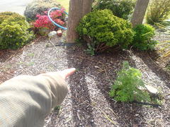 Cotoneaster bullatus