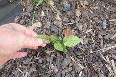 Cotoneaster bullatus