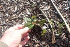 Cotoneaster bullatus