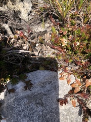 Erica calcareophila