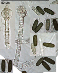 Stachybotrys freycinetiae