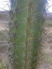 Armatocereus cartwrightianus