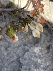 Erica calcareophila