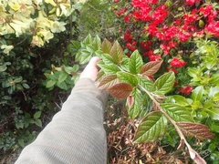 Cotoneaster bullatus