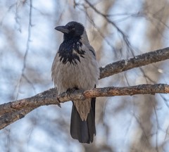 Corvus cornix