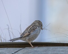 Passer domesticus