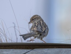 Passer domesticus