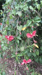 Hibiscus × archeri