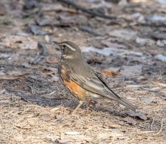 Turdus iliacus