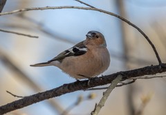 Fringilla coelebs