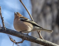 Fringilla coelebs