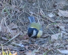 Parus major