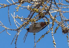 Bombycilla garrulus