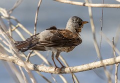 Turdus pilaris
