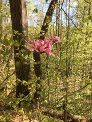 Rhododendron canescens