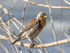 Turdus pilaris