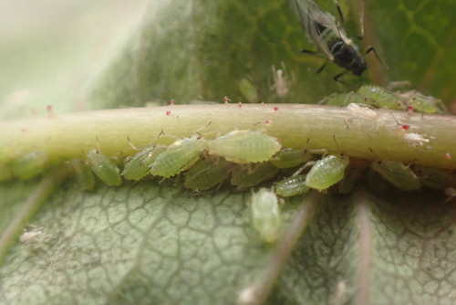 Representative image of Chaetosiphon