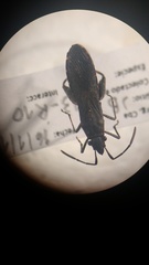 Apidaurus conspersus