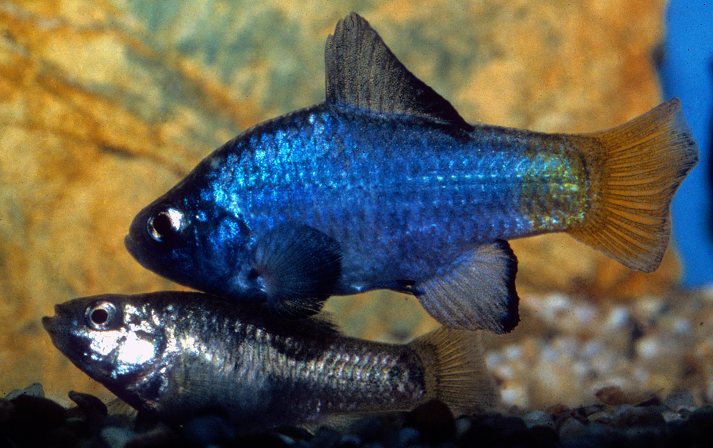 Desert Pupfish