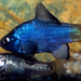 Desert Pupfish - Photo (c) 
P.V. Loiselle, some rights reserved (CC BY-SA)